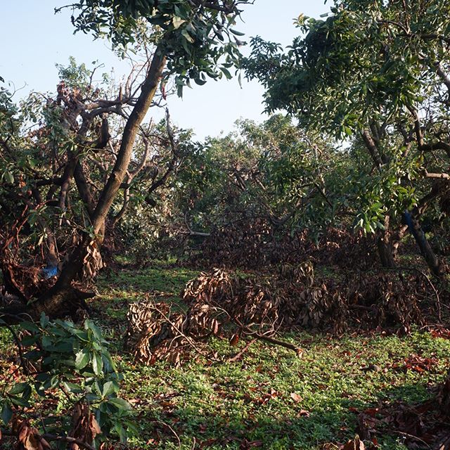 The new normal light level in the avocado grove is in stark contrast to the old. #avocado #aguacate #hurricaneirma #farmdamage #Irma #groworganically #freshfromflorida #redlandraised #homestead #miami