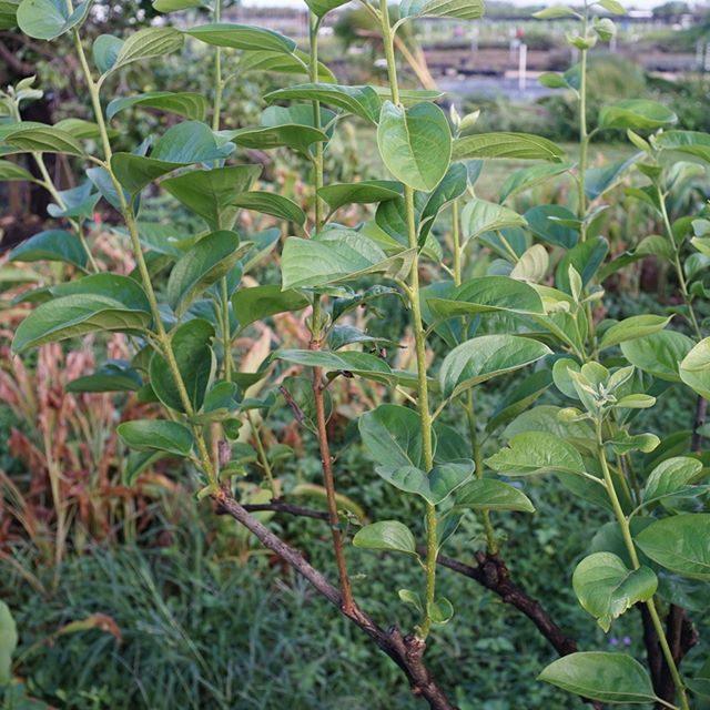 This low-chill Oriental persimmon, the Triumph, is one of the few non-native persimmon that has proven productive in South Florida. The Hudson, Saijo, and Tanenashi are other cultivars with potential in our climate. This particular plant was recently