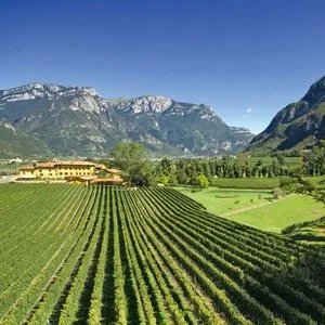 Tenuta-San-Leonardo.jpeg