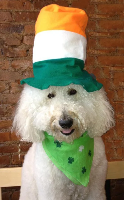 Seamus McDoodle.jpg