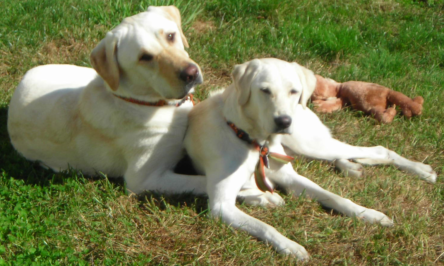 MollyandMurphy.jpg