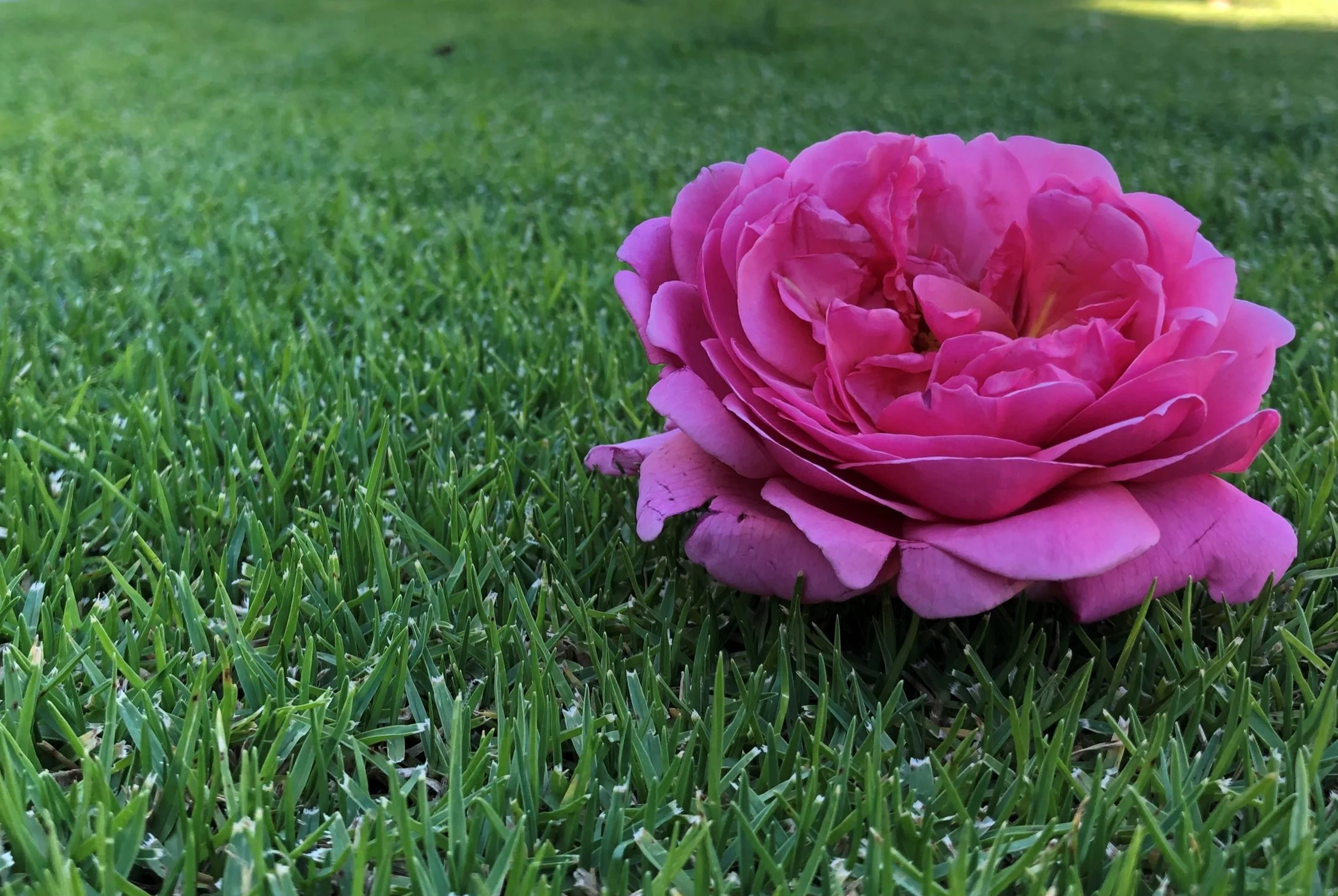 West Coast Turf's Wintergreen Couch