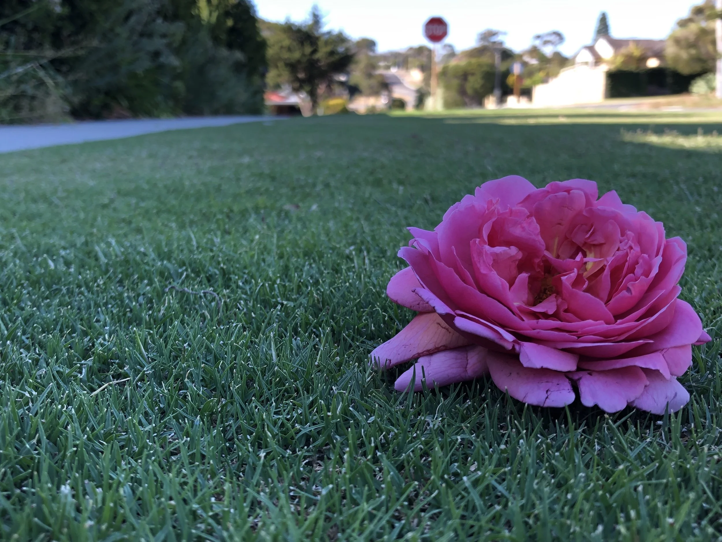 Turf Farm High Quality Roll On Lawn West Coast Turf