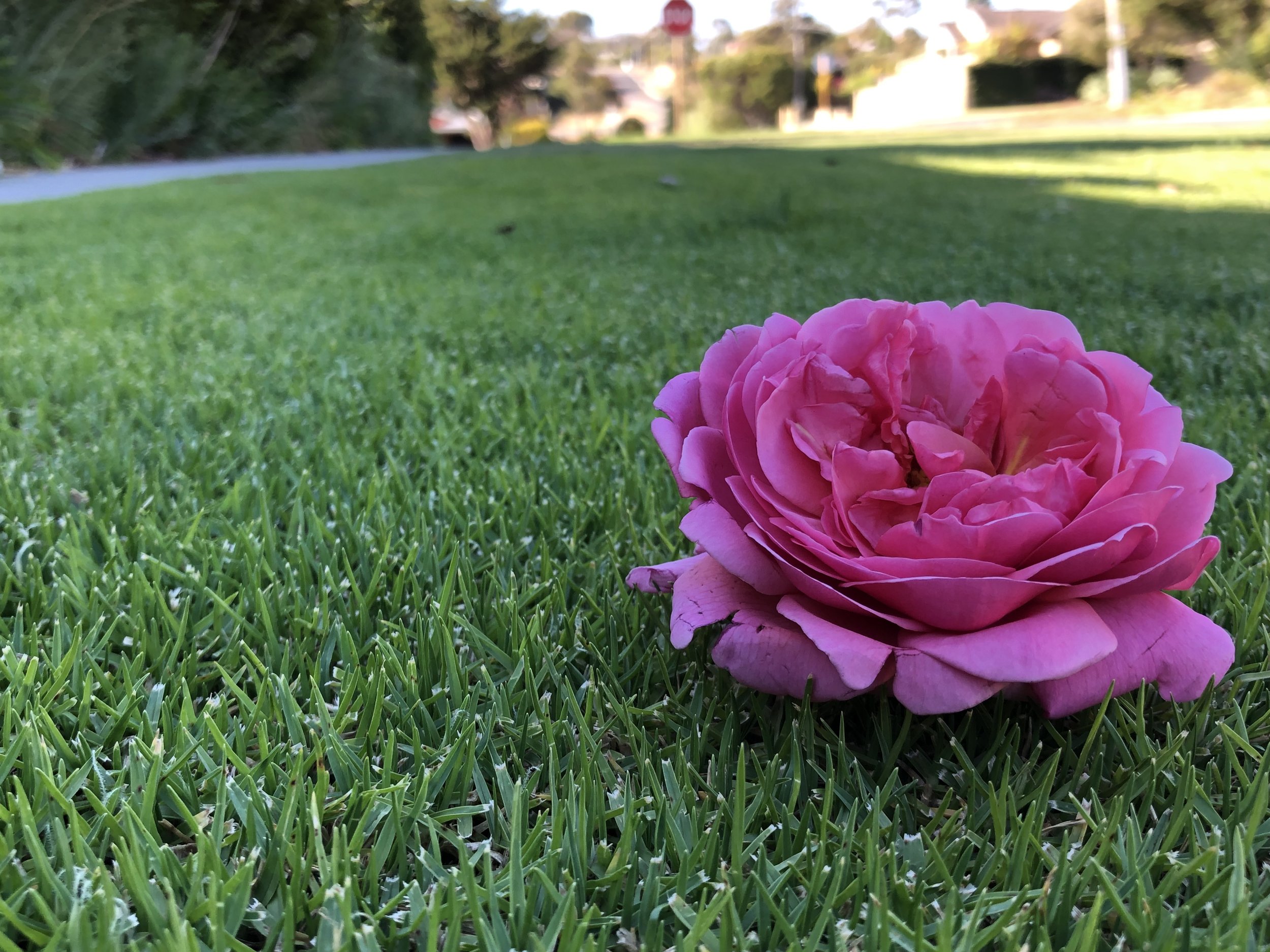 West Coast Turf's Village Green