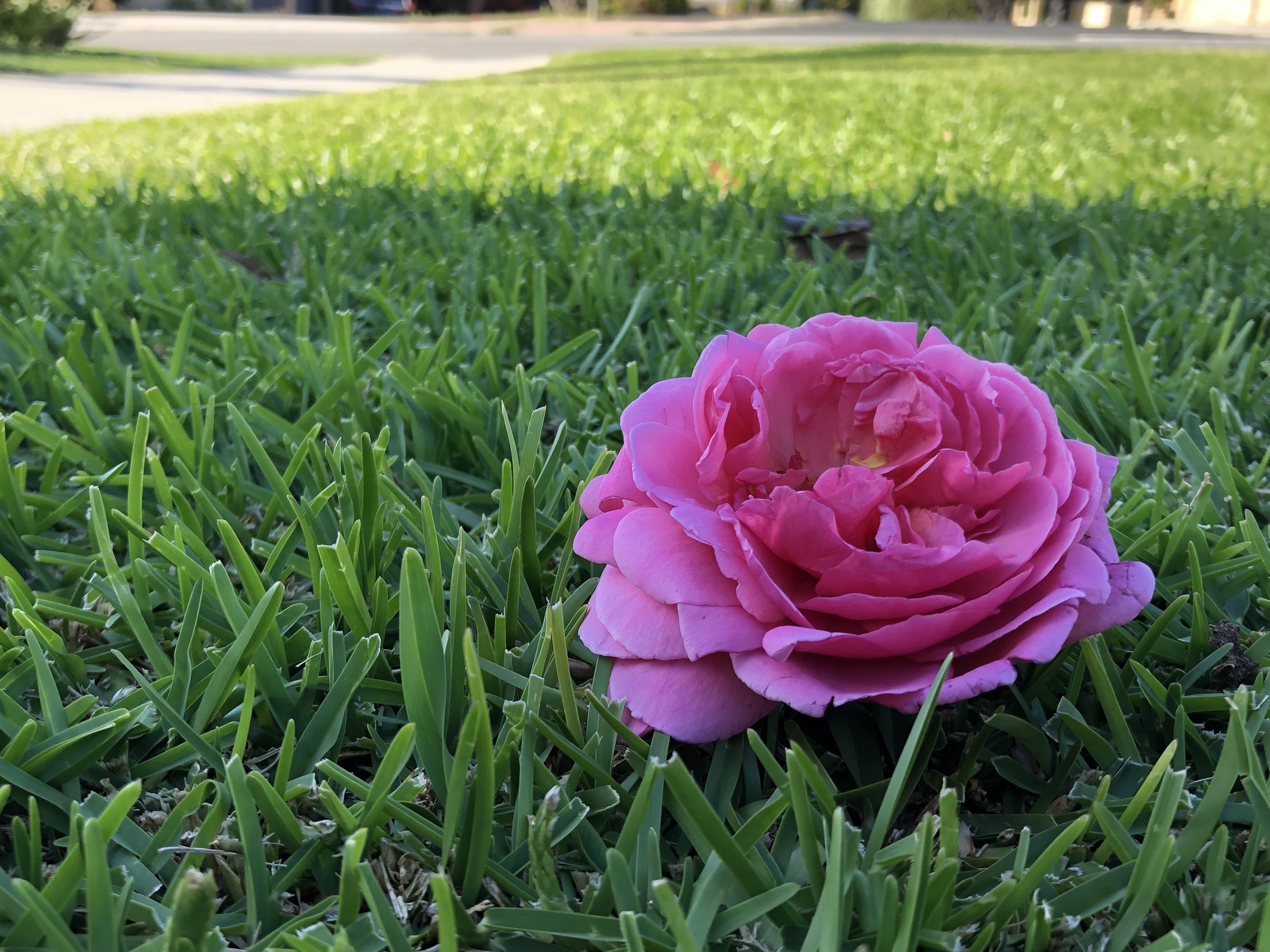 Buffalo Lawn