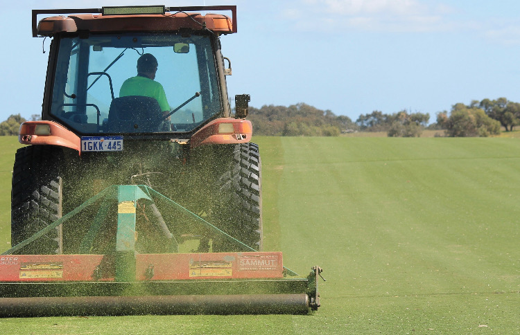 Mowing Wintergreen on the Turf farm