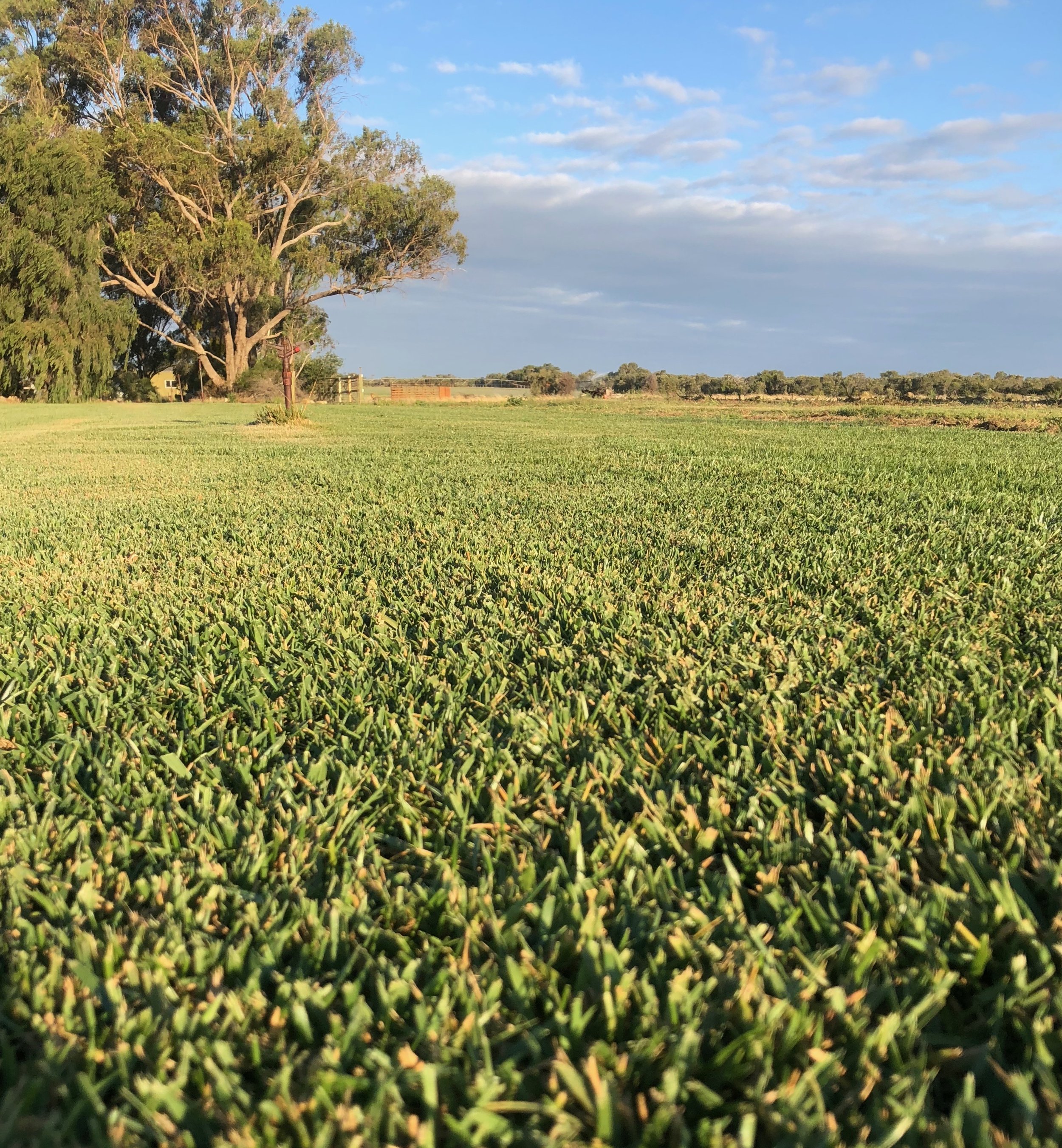 Clark rd turf farm