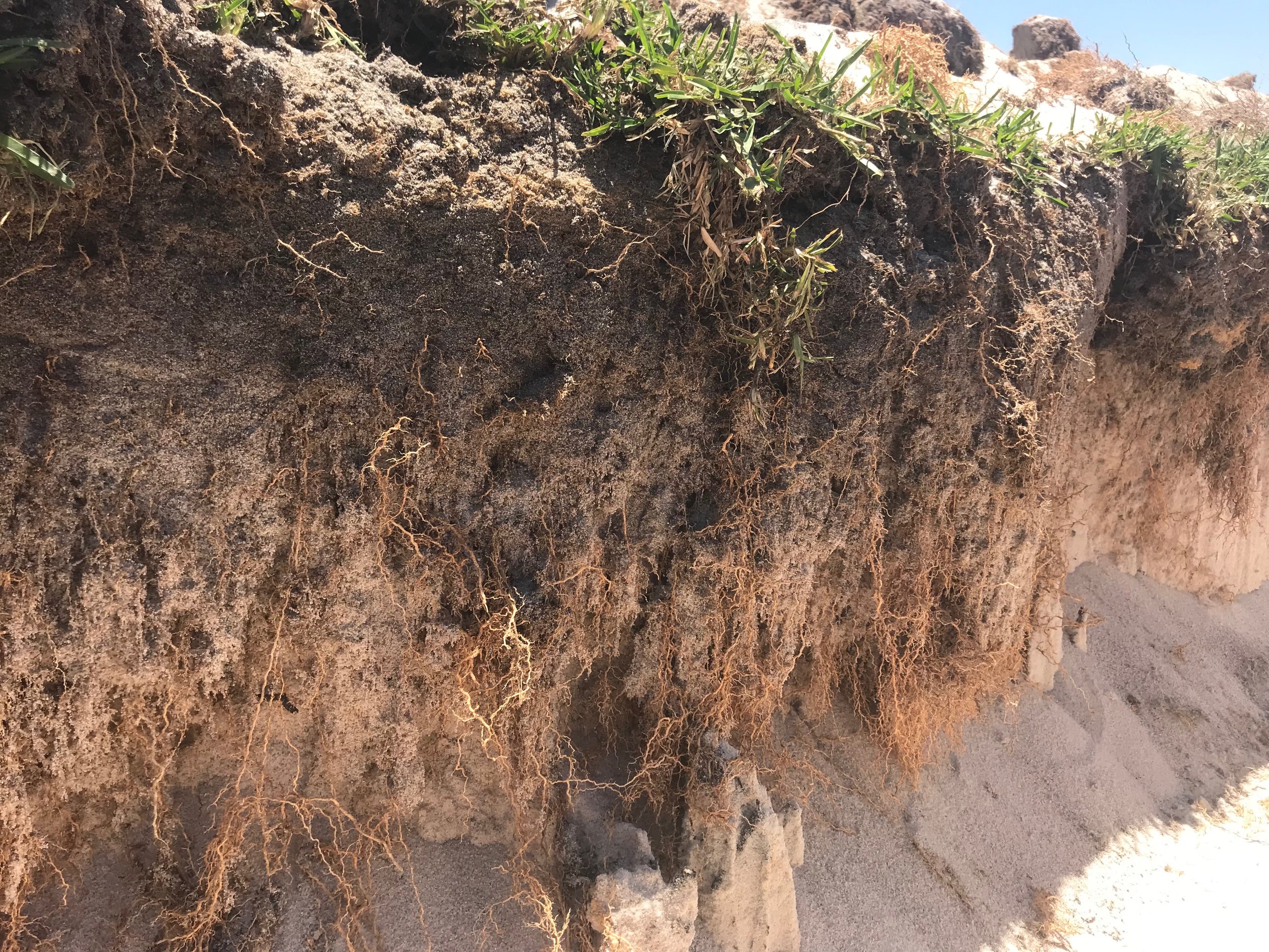 Neergabby Buffalo Root system