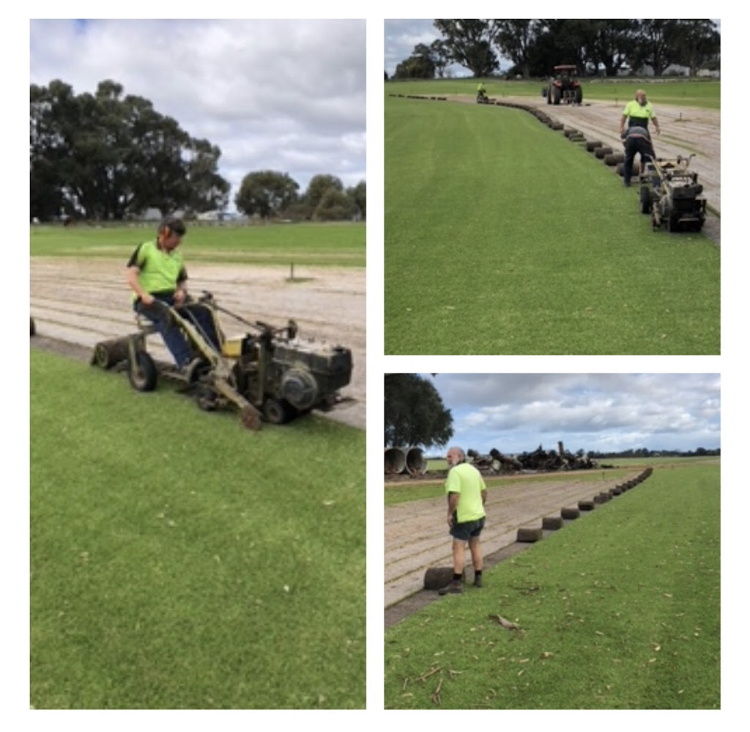 Old school turf farm harvesting