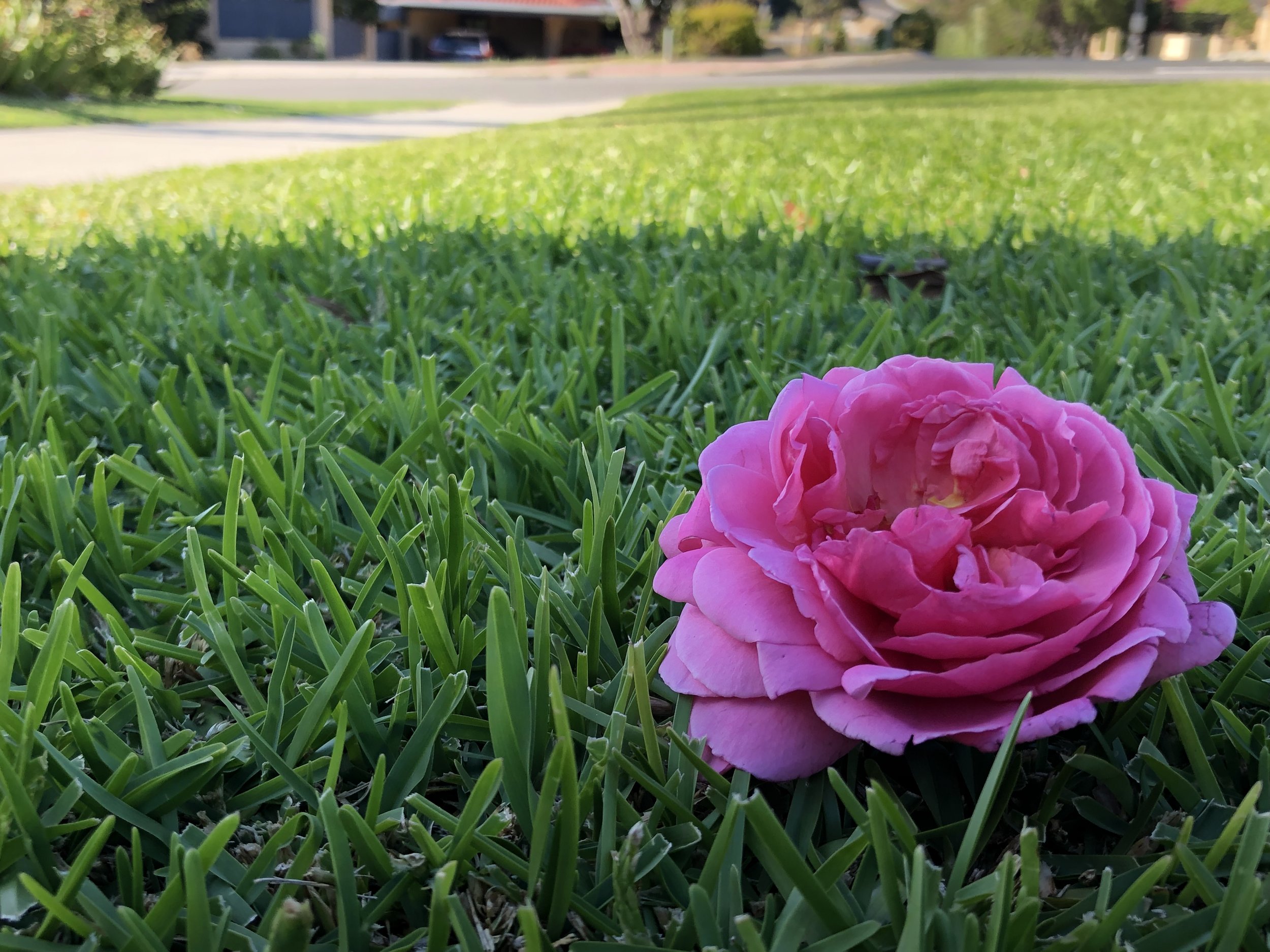 Buffalo lawn