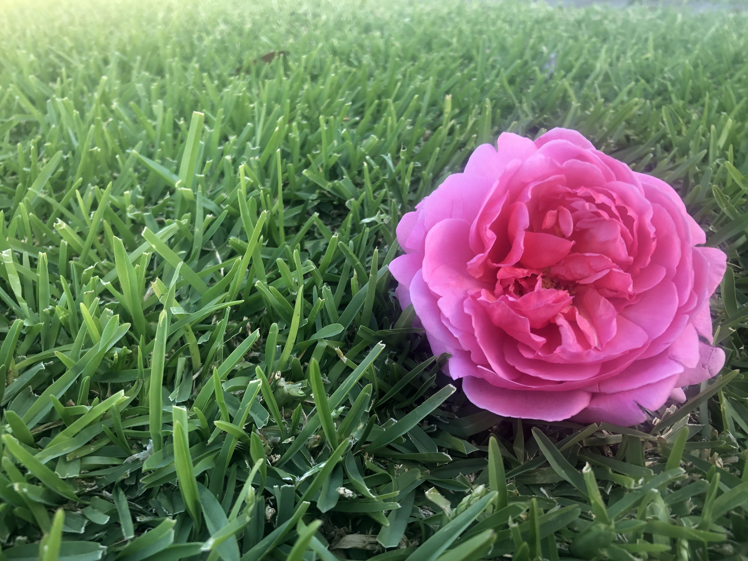 Neegabby Buffalo, Minimum order 10m2