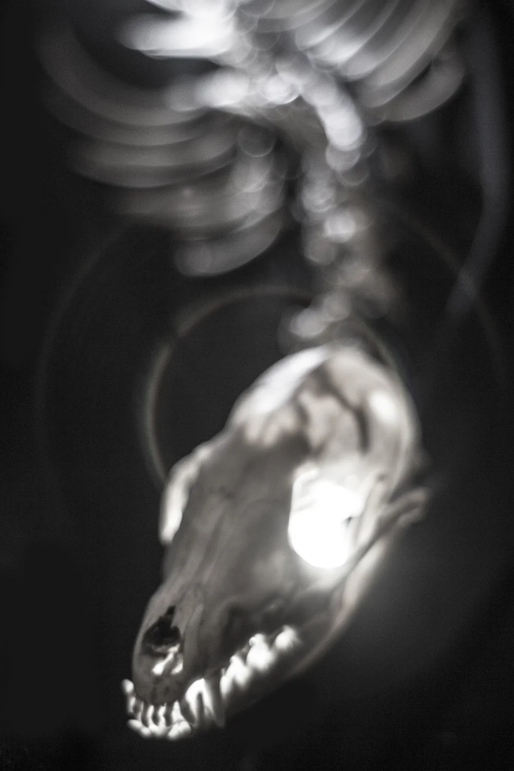rs bones.jpeg