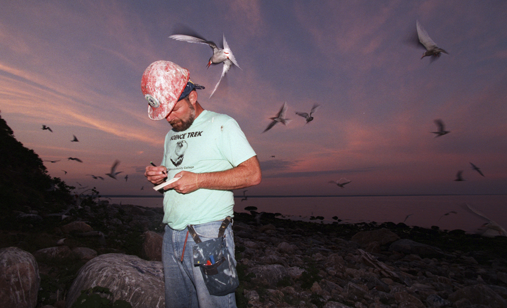 Roseate Tern Survey on Faulkner's Island.