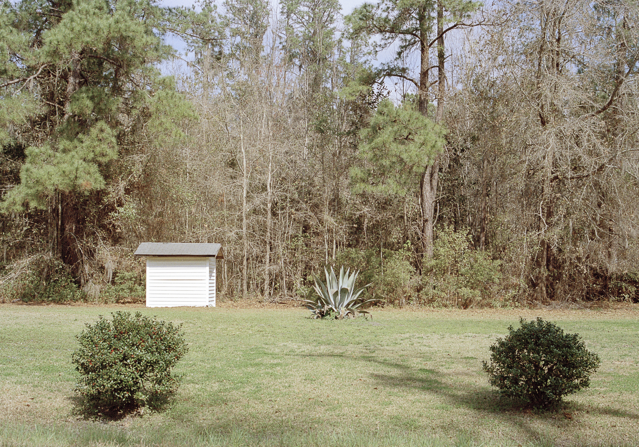 two bushes and one white shed.jpg