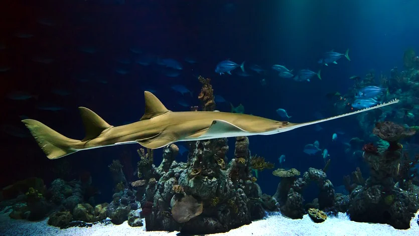 2019 Daisy and Otto Blog Photo Gallery Shark 1.jpg