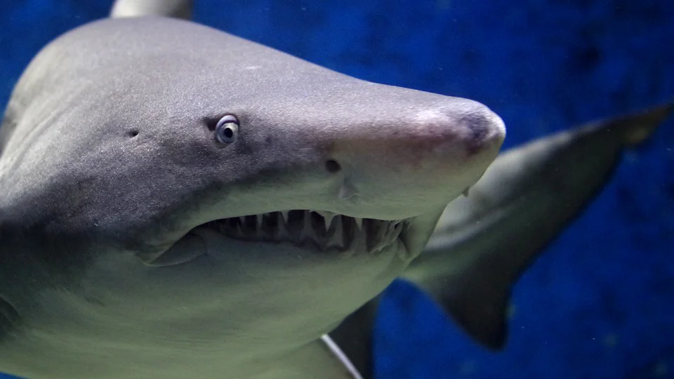 2019 Daisy and Otto Blog Photo Gallery Shark 5.jpg
