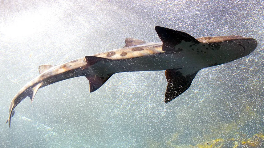 2019 Daisy and Otto Blog Photo Gallery Shark 4.jpg