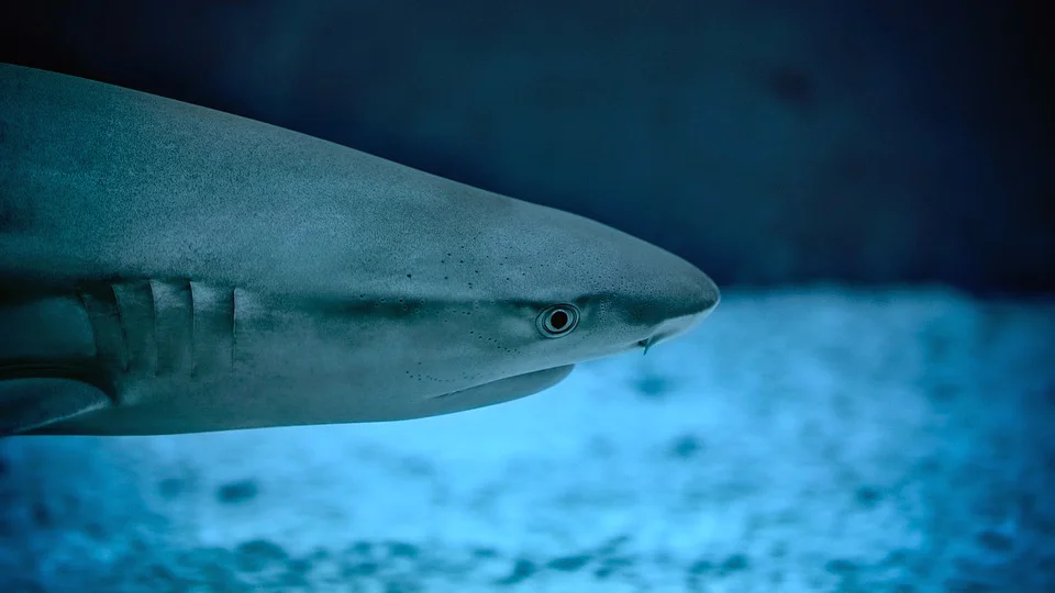 2019 Daisy and Otto Blog Photo Gallery Shark 6.jpg