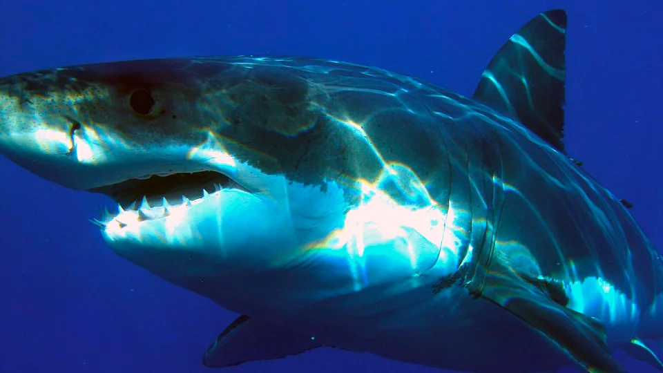 2019 Daisy and Otto Blog Photo Gallery Shark 8.jpg