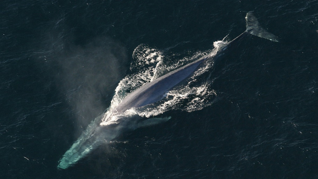 2019 Daisy and Otto Blog Whale Hello there Interesting facts about whales 2.jpg