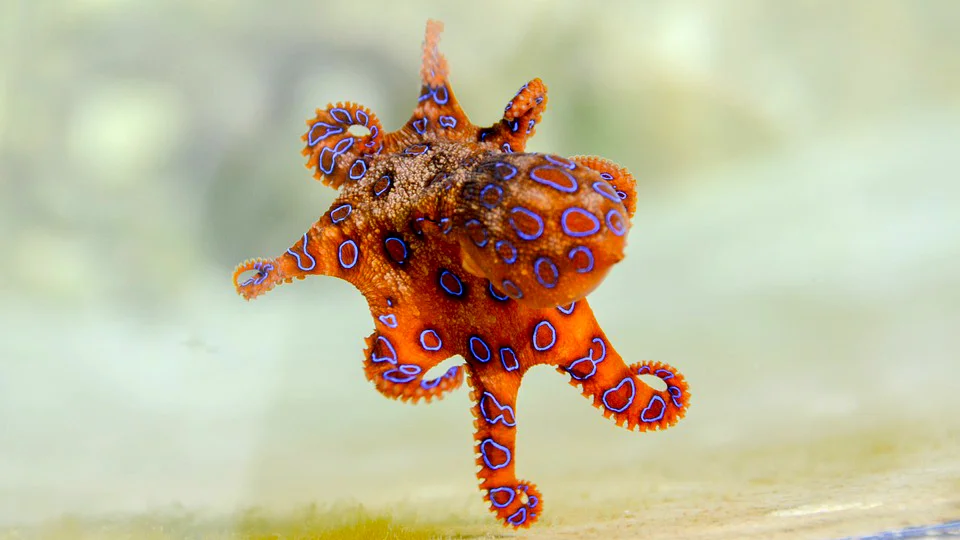 2019 Daisy and Otto Blog Photo Gallery Octopodes 1.jpg