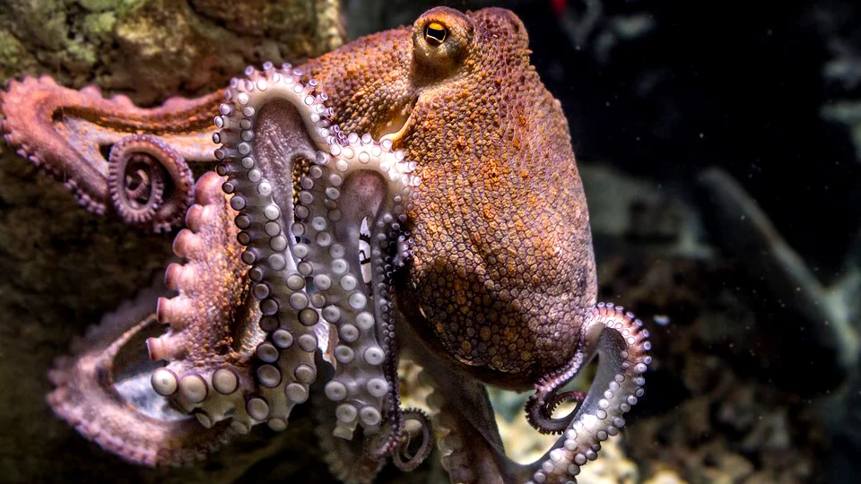 2019 Daisy and Otto Blog Photo Gallery Octopodes 3.jpg