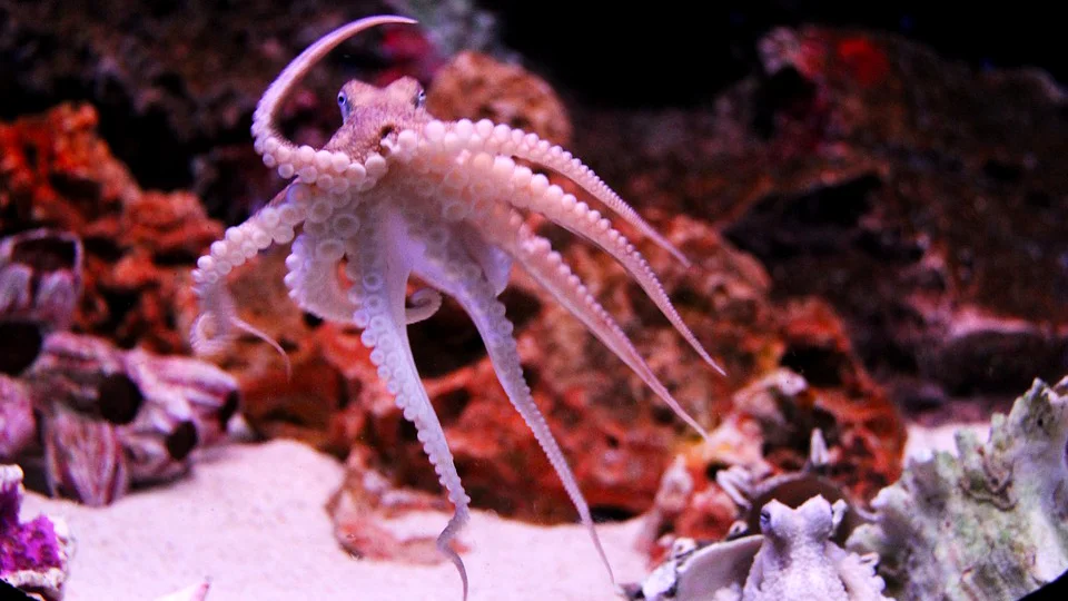 2019 Daisy and Otto Blog Photo Gallery Octopodes 5.jpg
