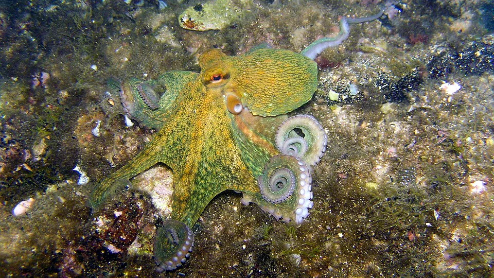 2019 Daisy and Otto Blog Photo Gallery Octopodes 4.jpg