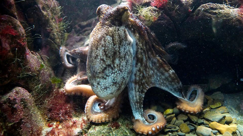 2019 Daisy and Otto Blog Photo Gallery Octopodes 7.jpg