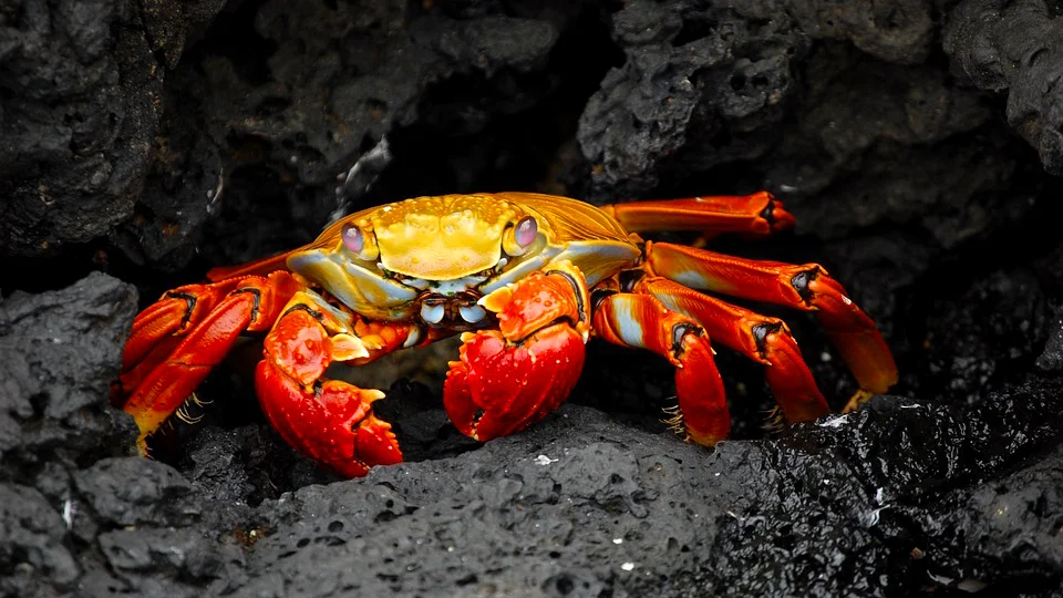 2019 Daisy and Otto Blog Photo Gallery Crabs 1.jpg