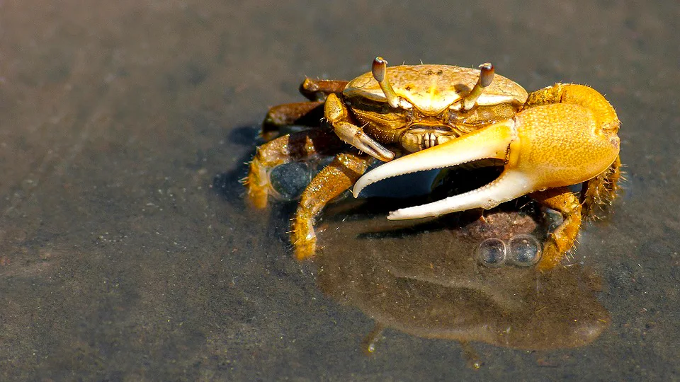 2019 Daisy and Otto Blog Photo Gallery Crabs 2.jpg