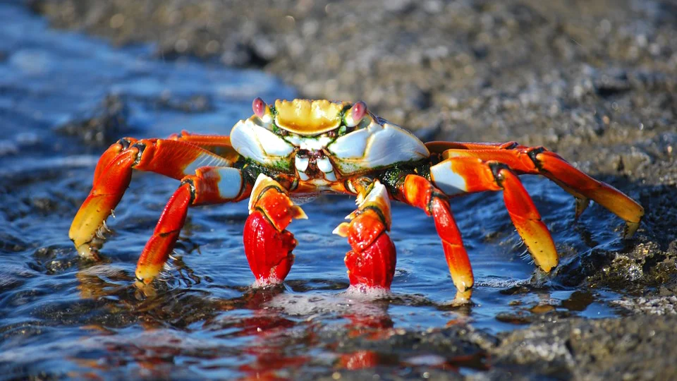 2019 Daisy and Otto Blog Photo Gallery Crabs 3.jpg