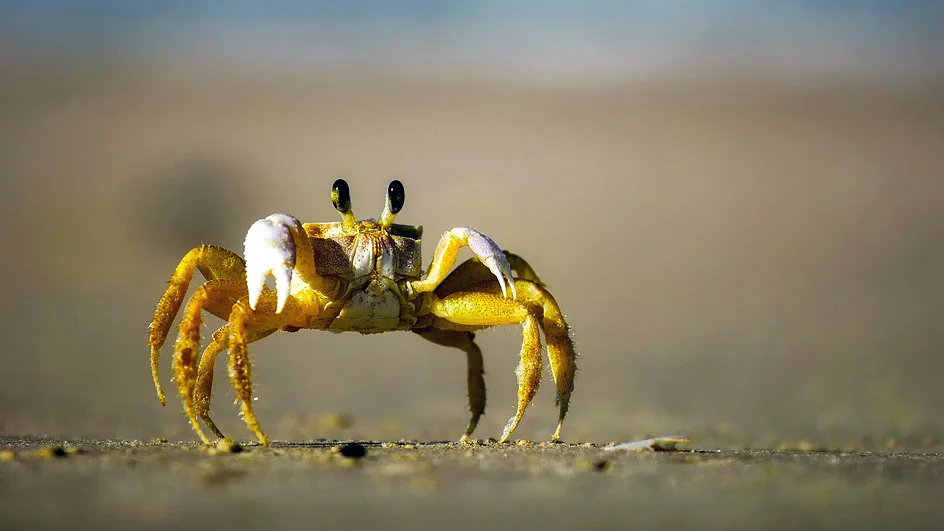 2019 Daisy and Otto Blog Photo Gallery Crabs 6.jpg
