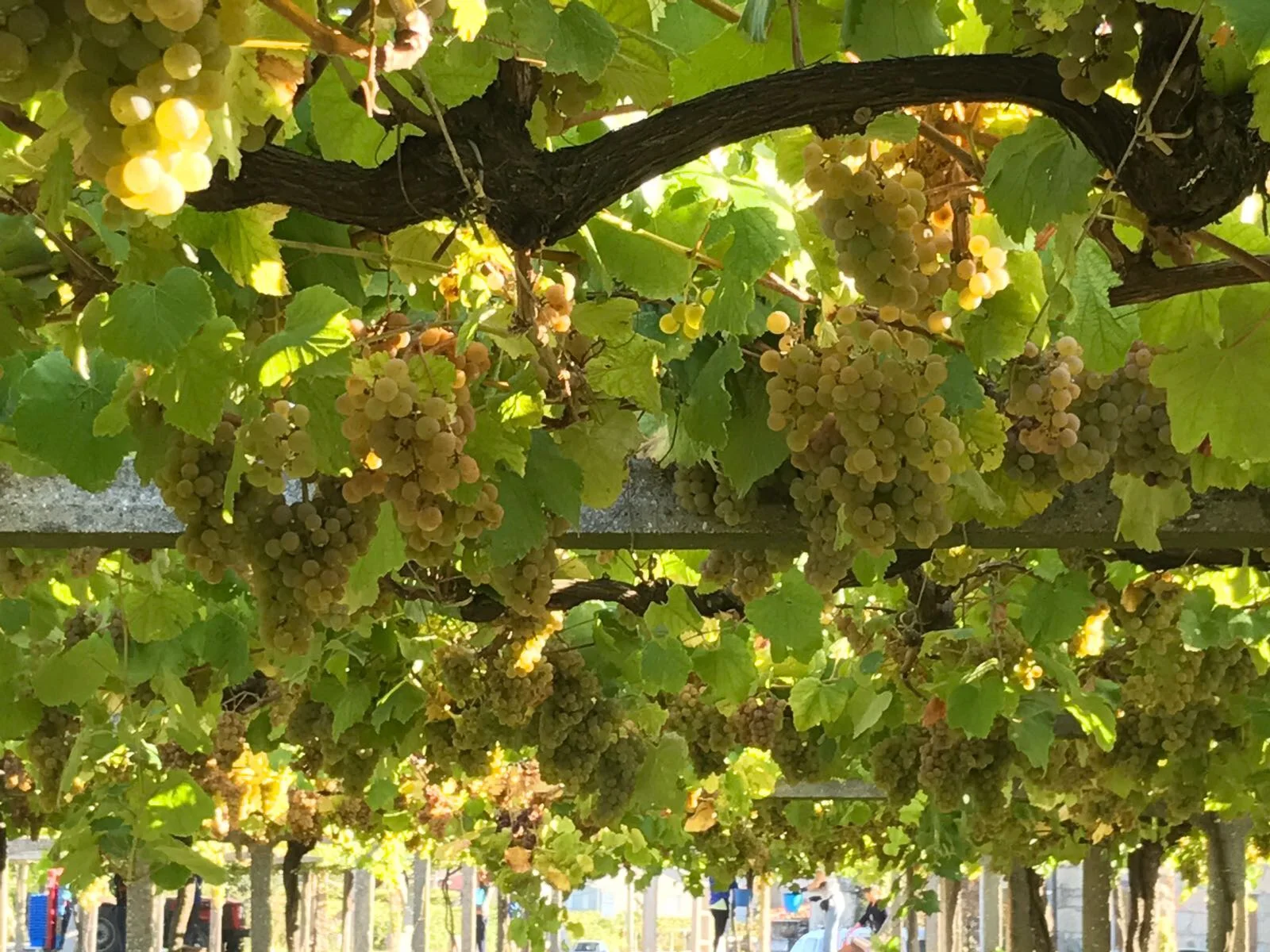 File Nov 24, 5 19 08 PM.jpeg