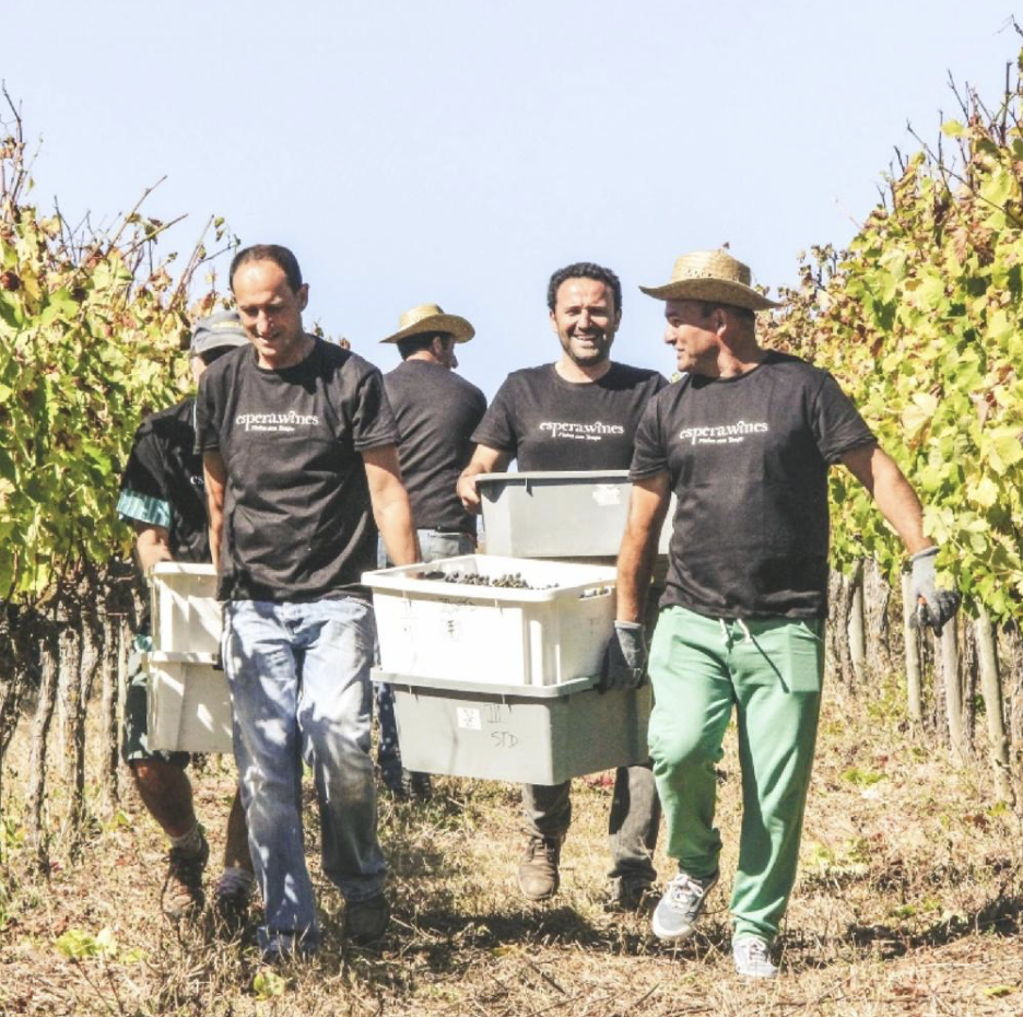 Espera harvest.png