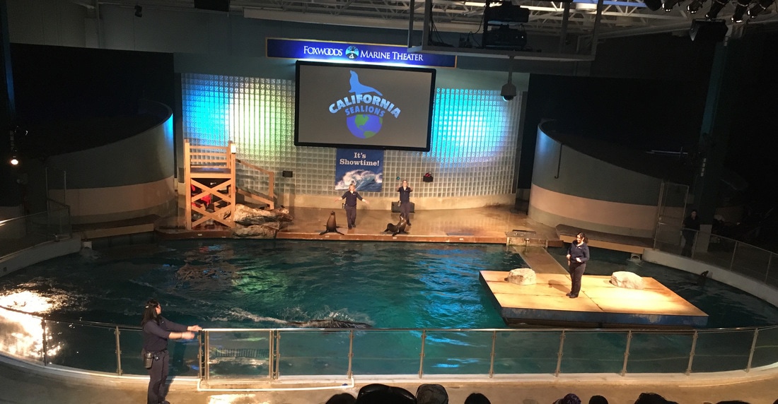 California Sea Lion Show 4.jpg