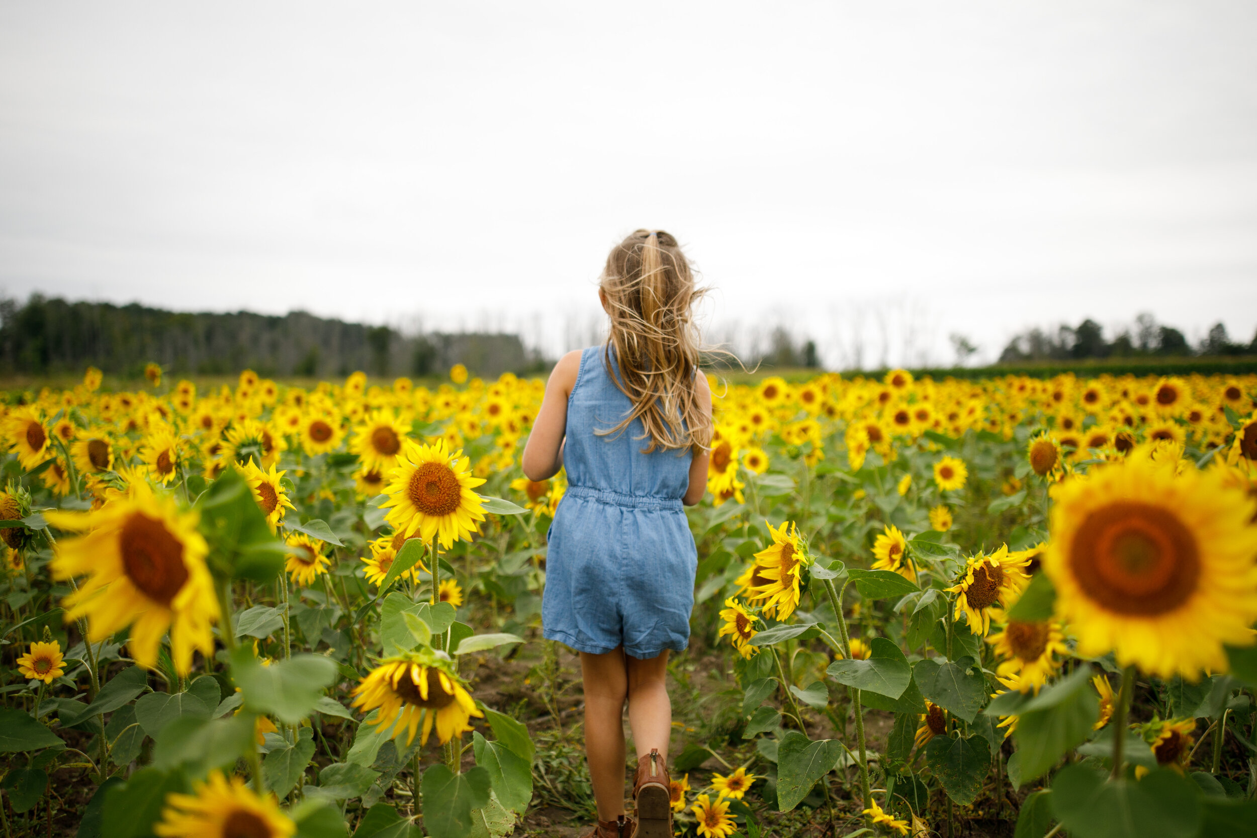 kober sneak peak - ed dunneback and girl - sunflowers - sunflower family session - grand rapids photographer - J Darling Photo006.jpg