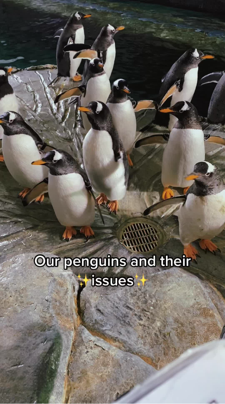 penguins.png