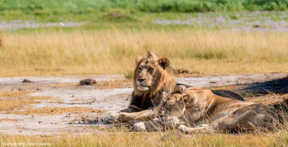 The Wyss Foundation Helps Protect Critical West African Ecosystem