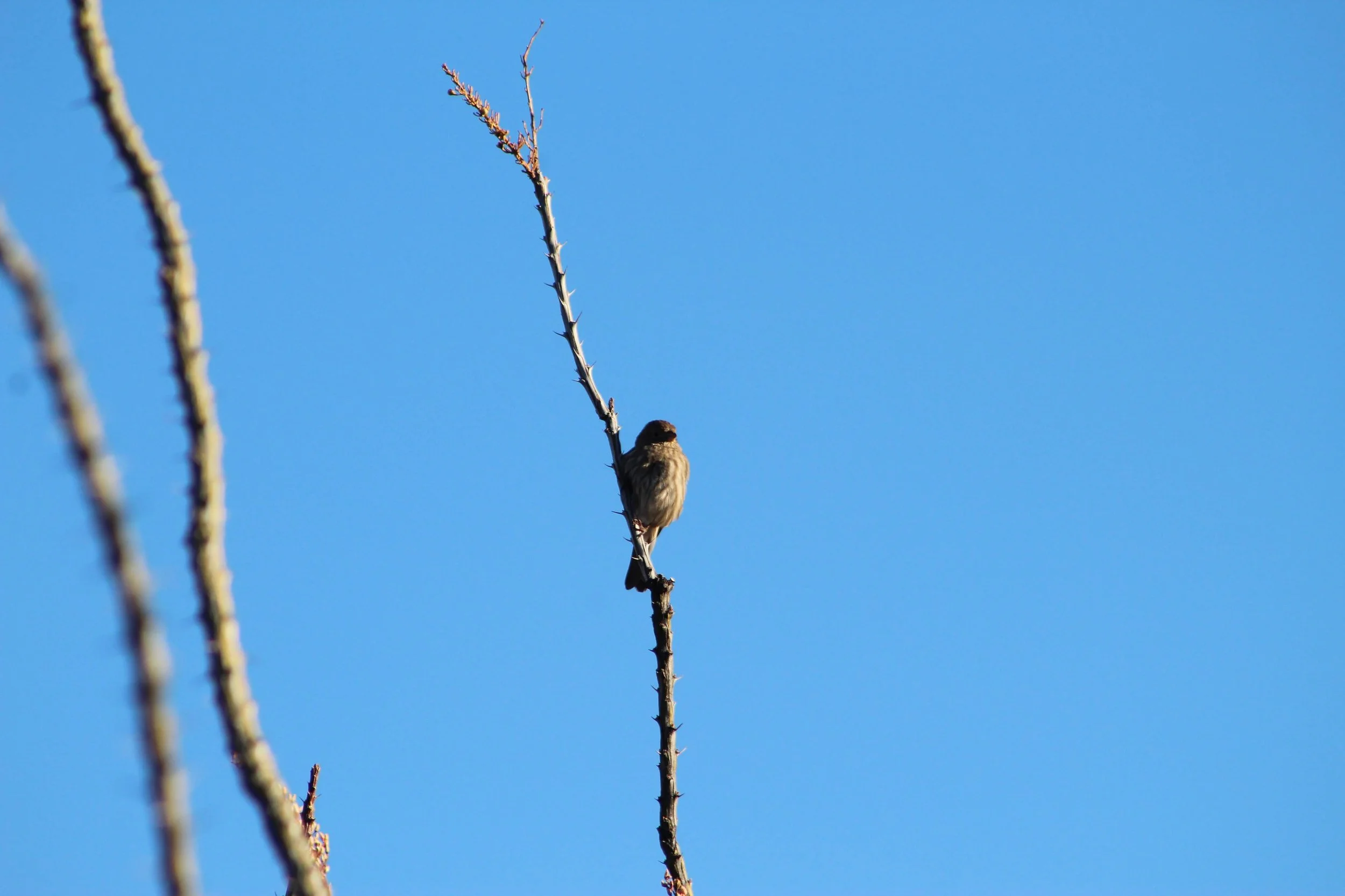 2021 Wyss Scholars Selected