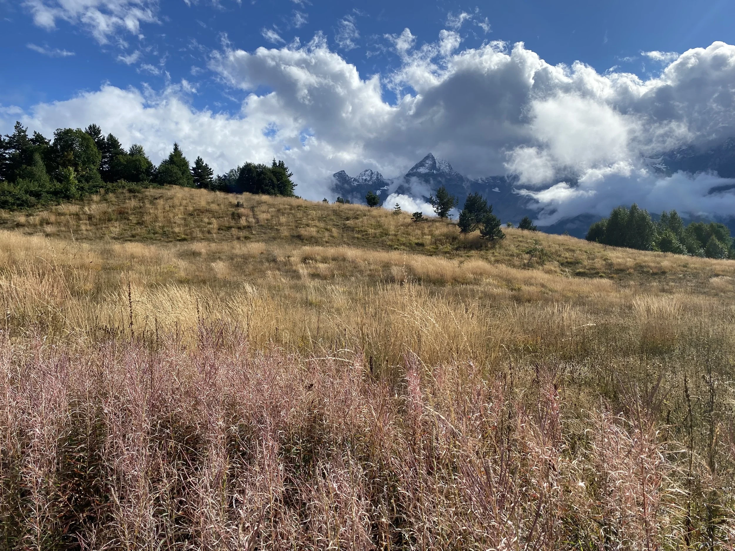 2020 Wyss Scholars at the University of Michigan and Montana
