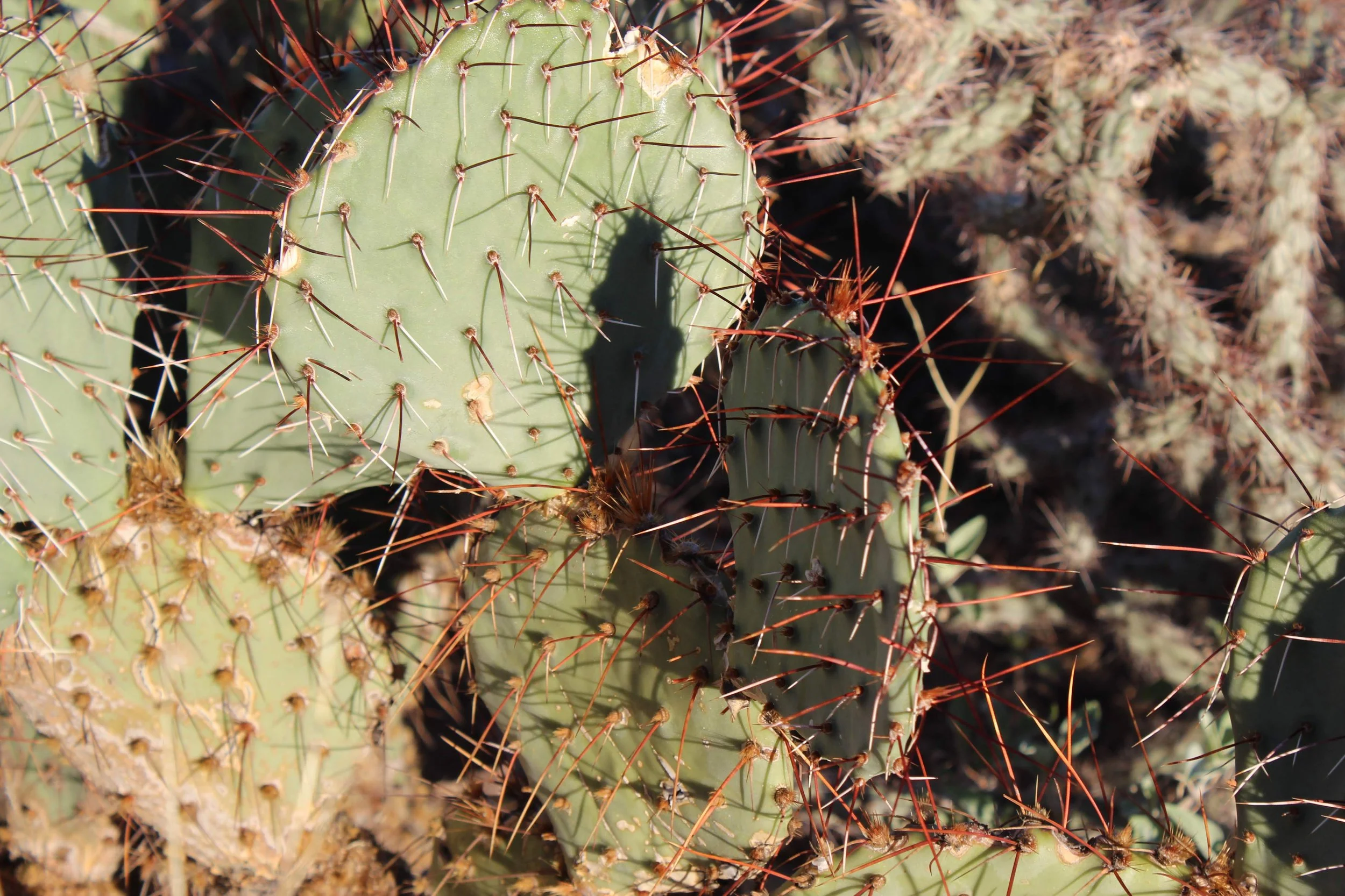Saguaro National Park Receives 300-Acre Gift