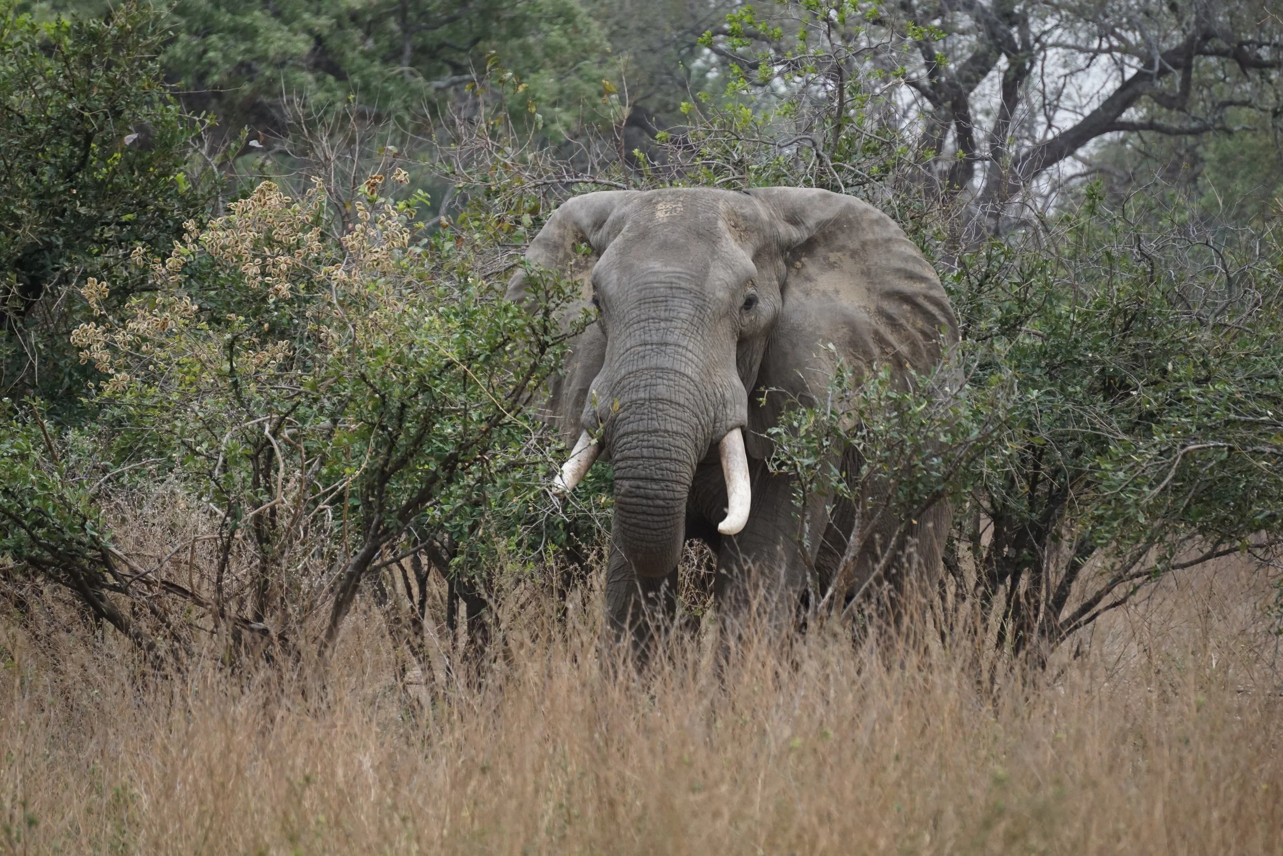 Wyss Foundation Helps Support Anti-Poaching Efforts