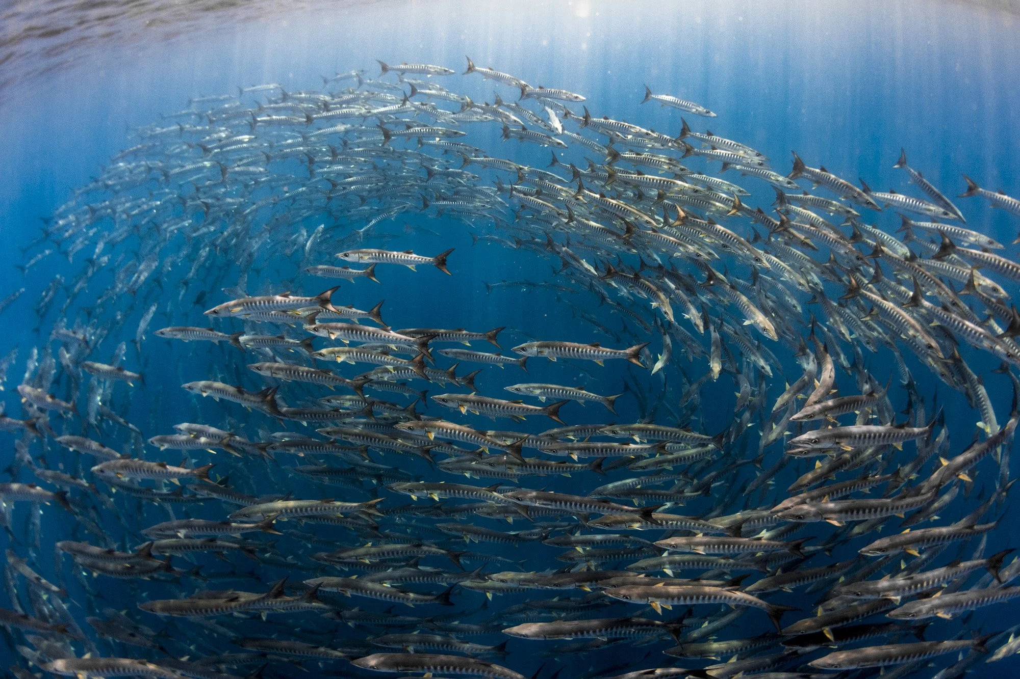The Wyss Foundation Provides $10 Million Grant to Help Restore Productivity and Health of the World’s Fisheries