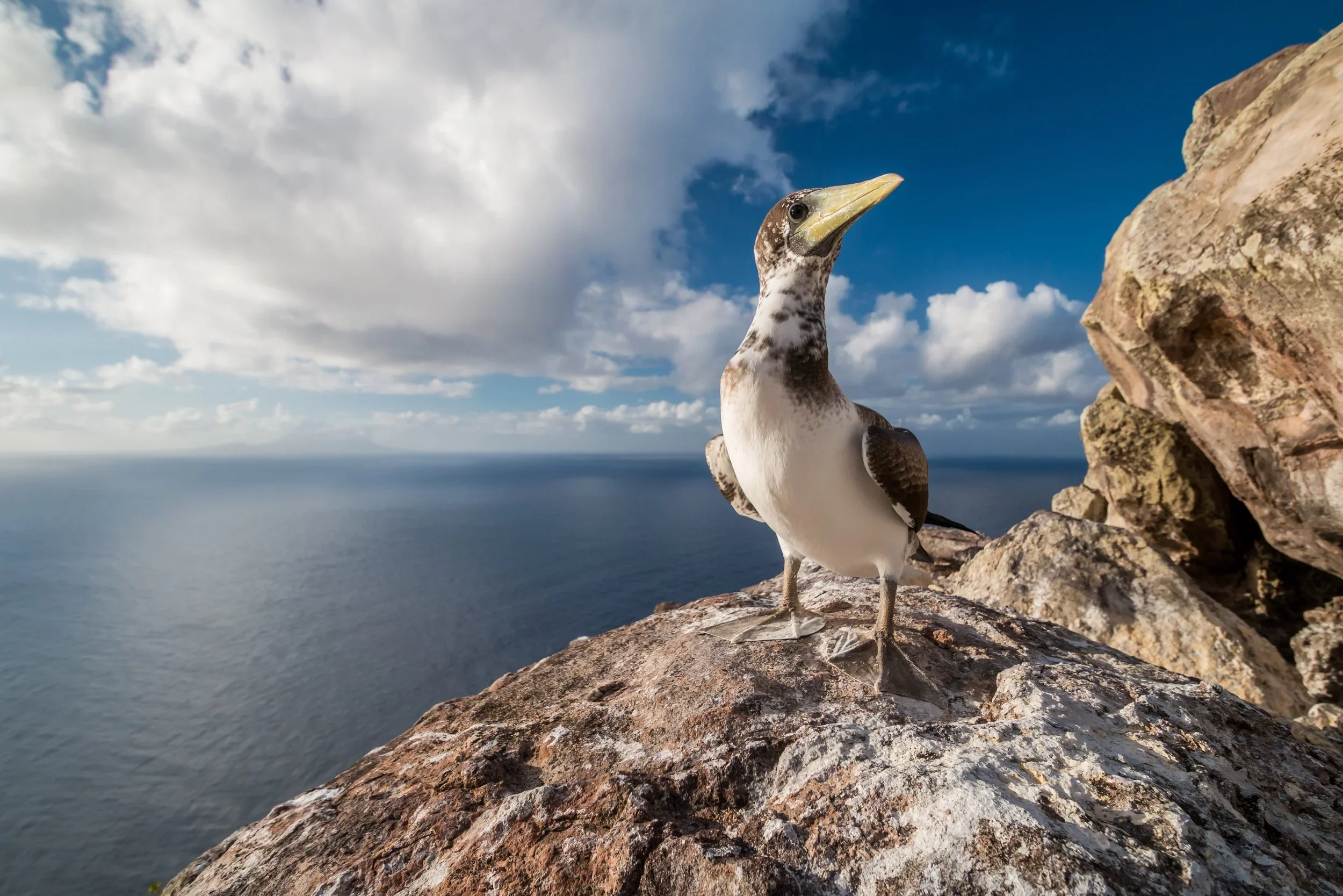 Redonda Ecosystem Reserve (Antigua and Barbuda)