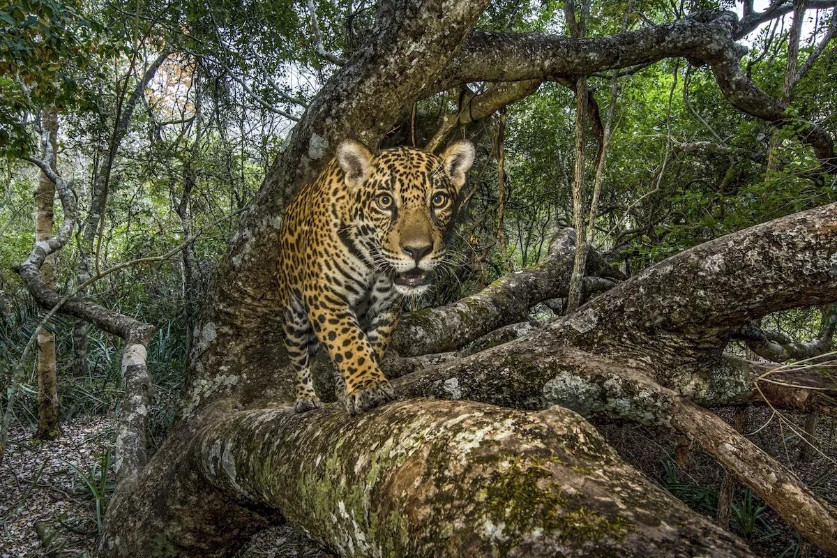 Maya Forest Corridor (Belize)