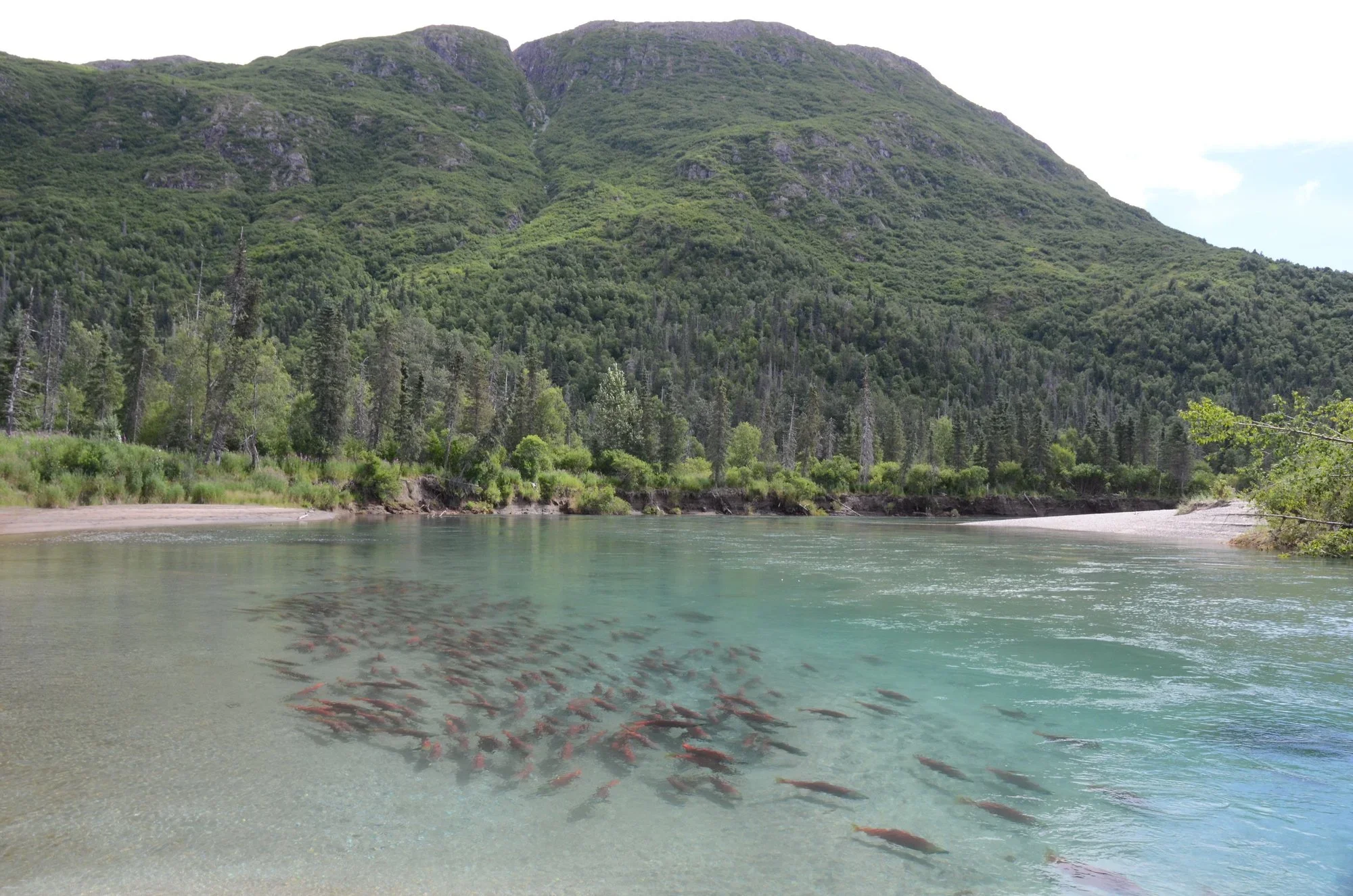 Pedro Bay (Alaska)