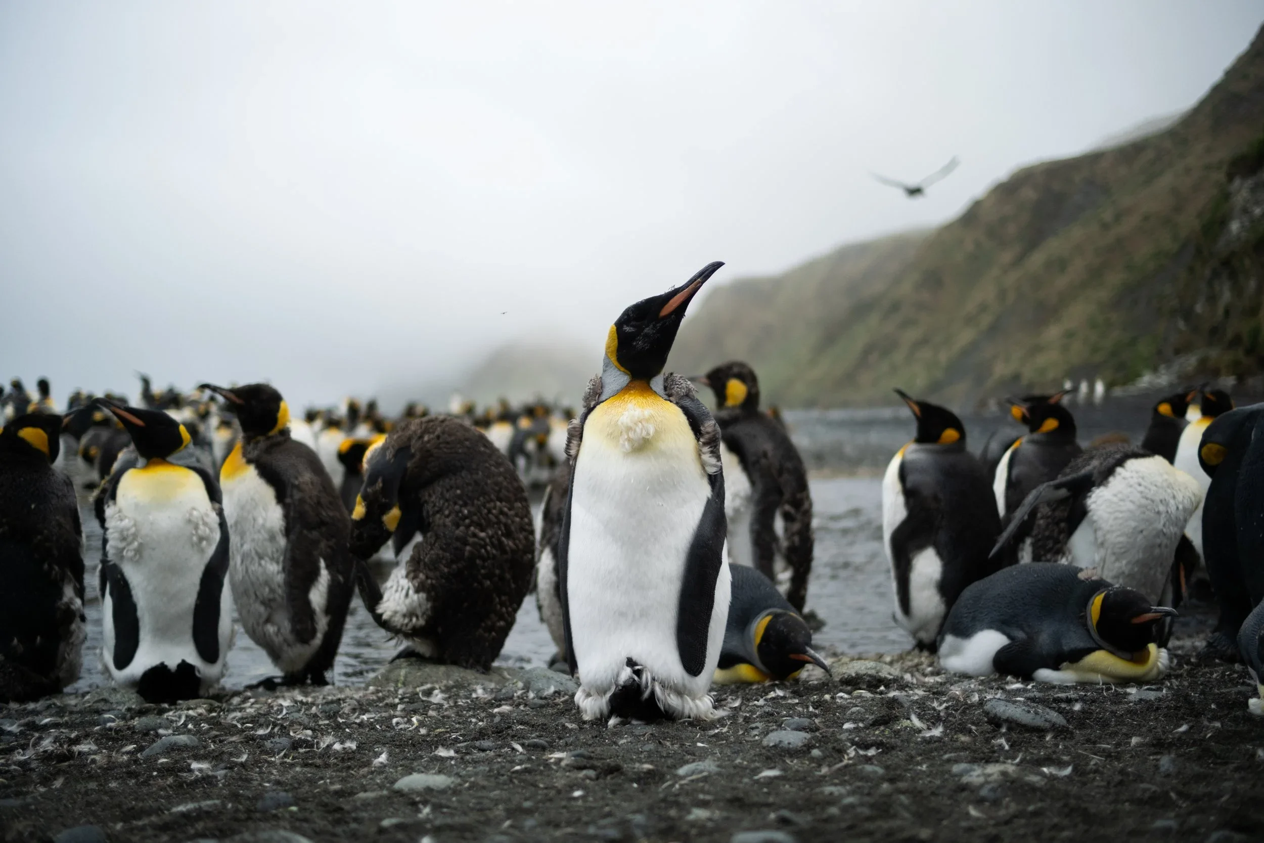 Group of King Penguins
