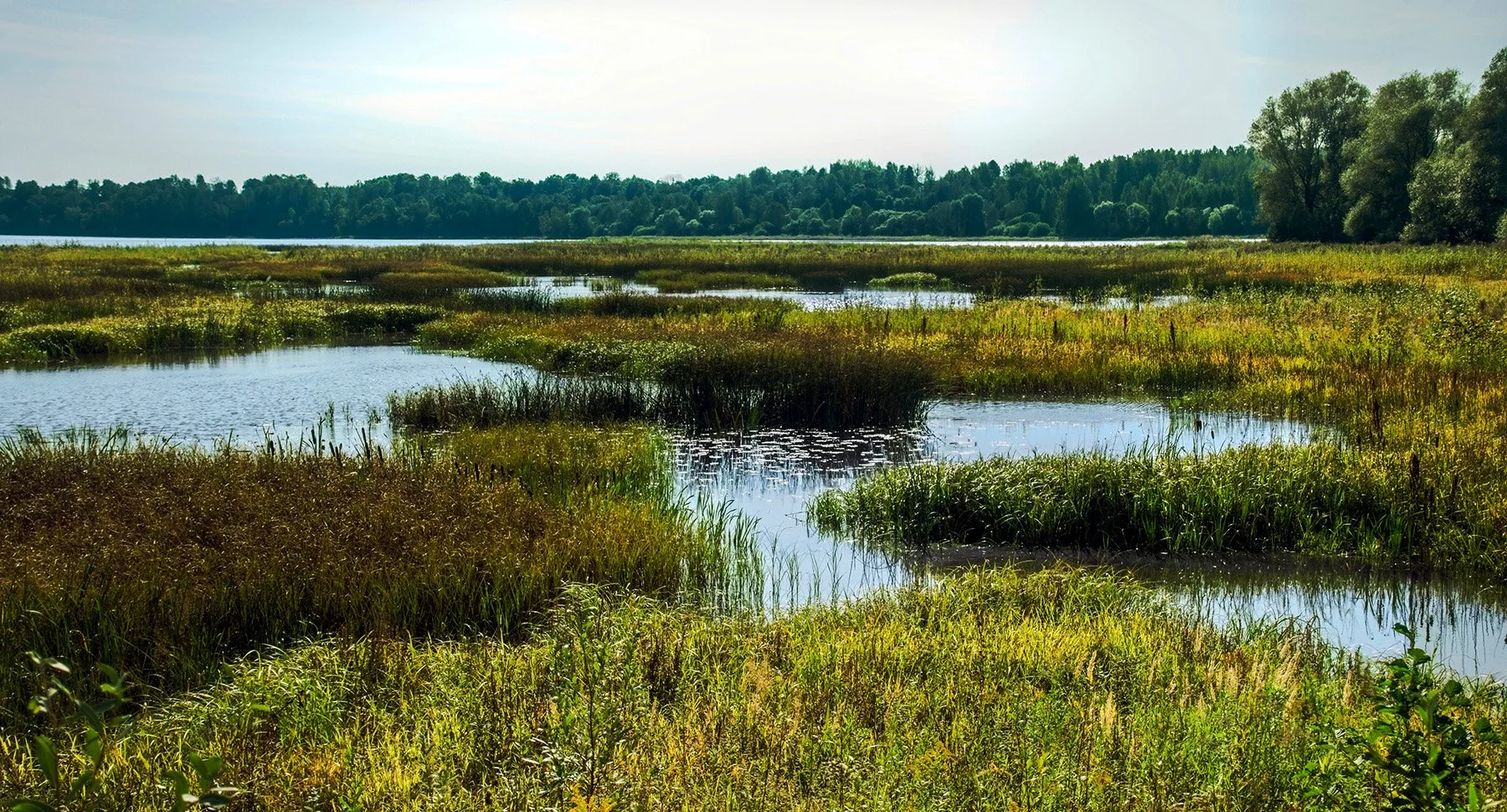 Marsh photo_edit.jpg