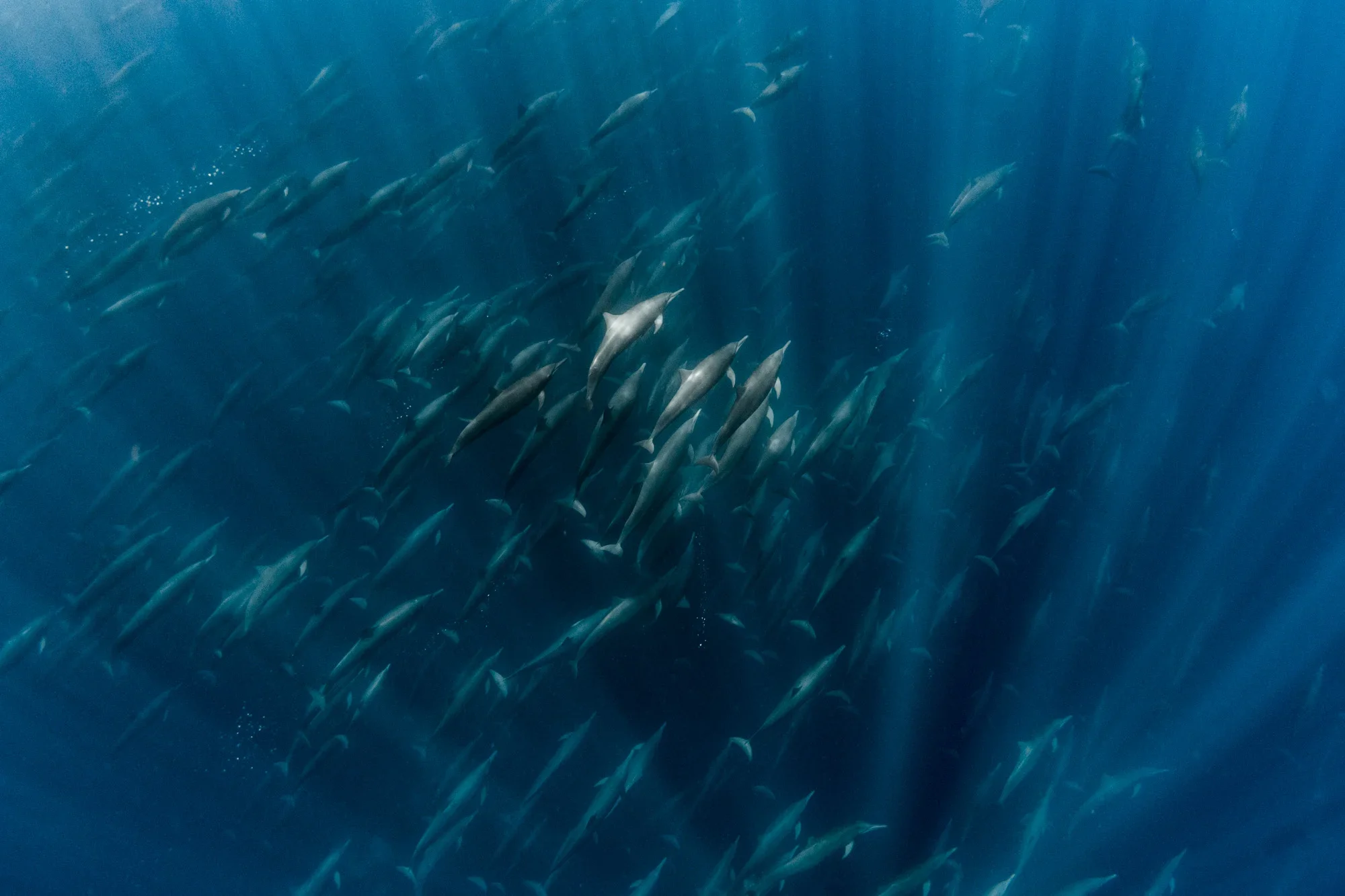 Underwater shot of a school of dolphins